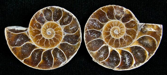Small Desmoceras Ammonite Pair #5316